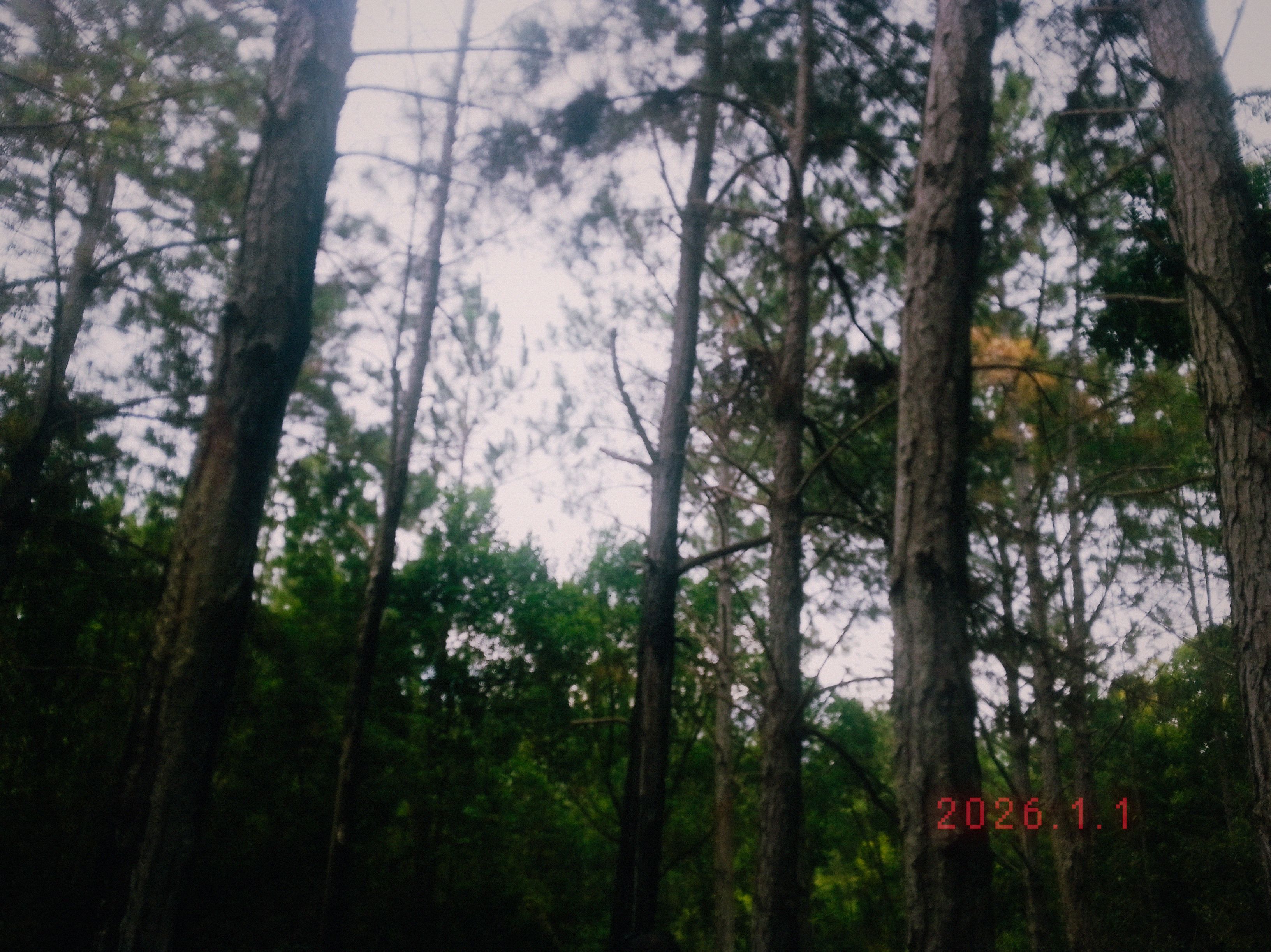 floresta grande 01/01/2026