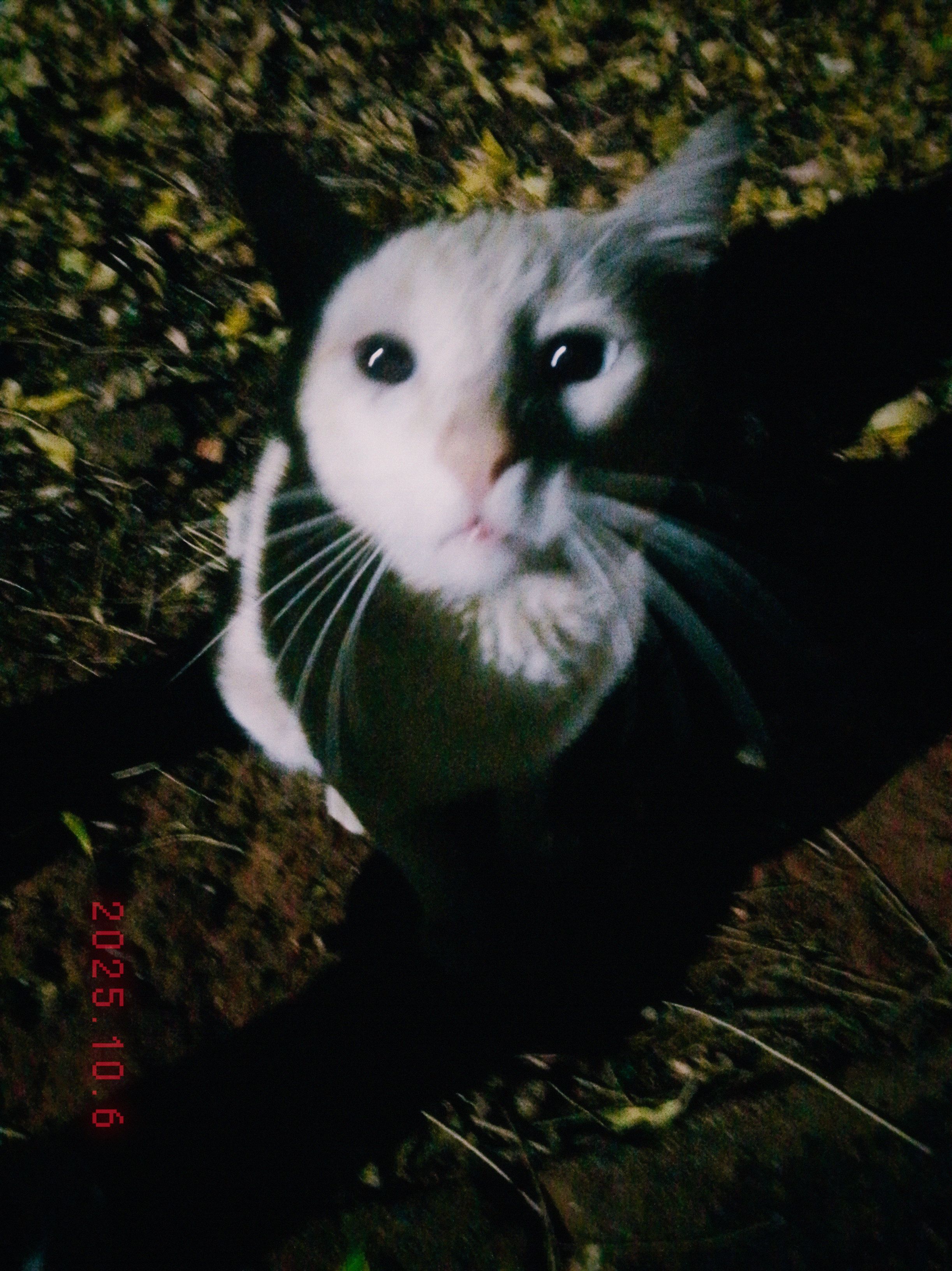 gato do passeio 06/10/2025