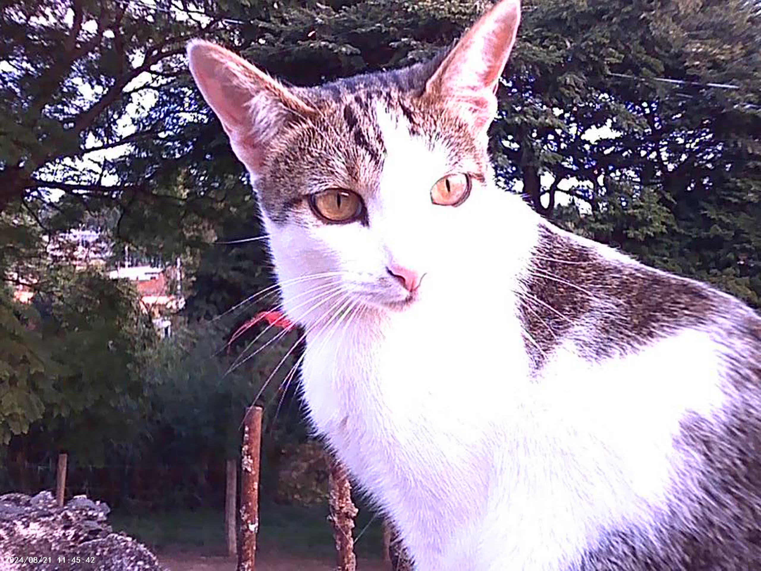 primeira foto tirada na camera