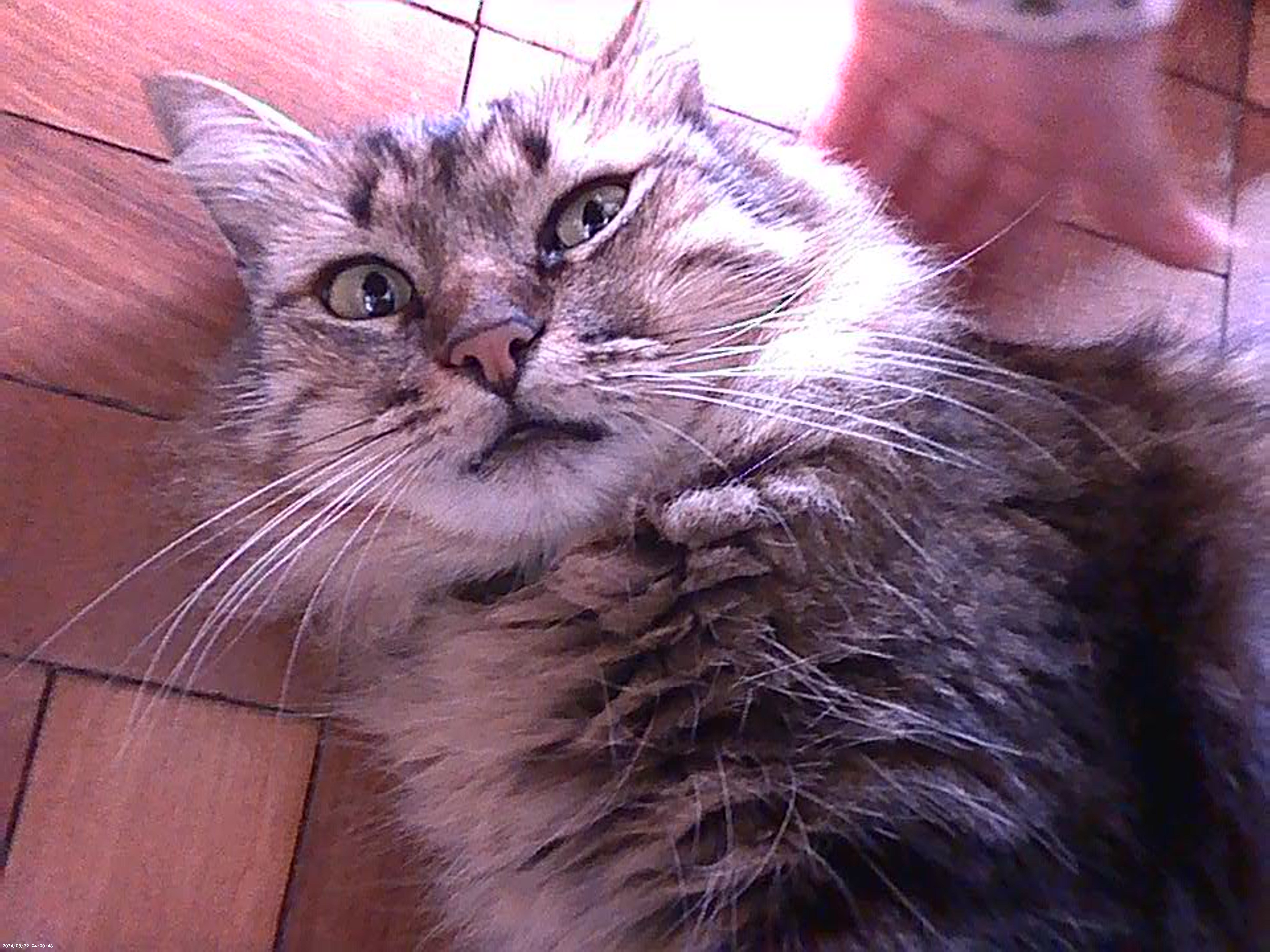 gato do conselho tutelar