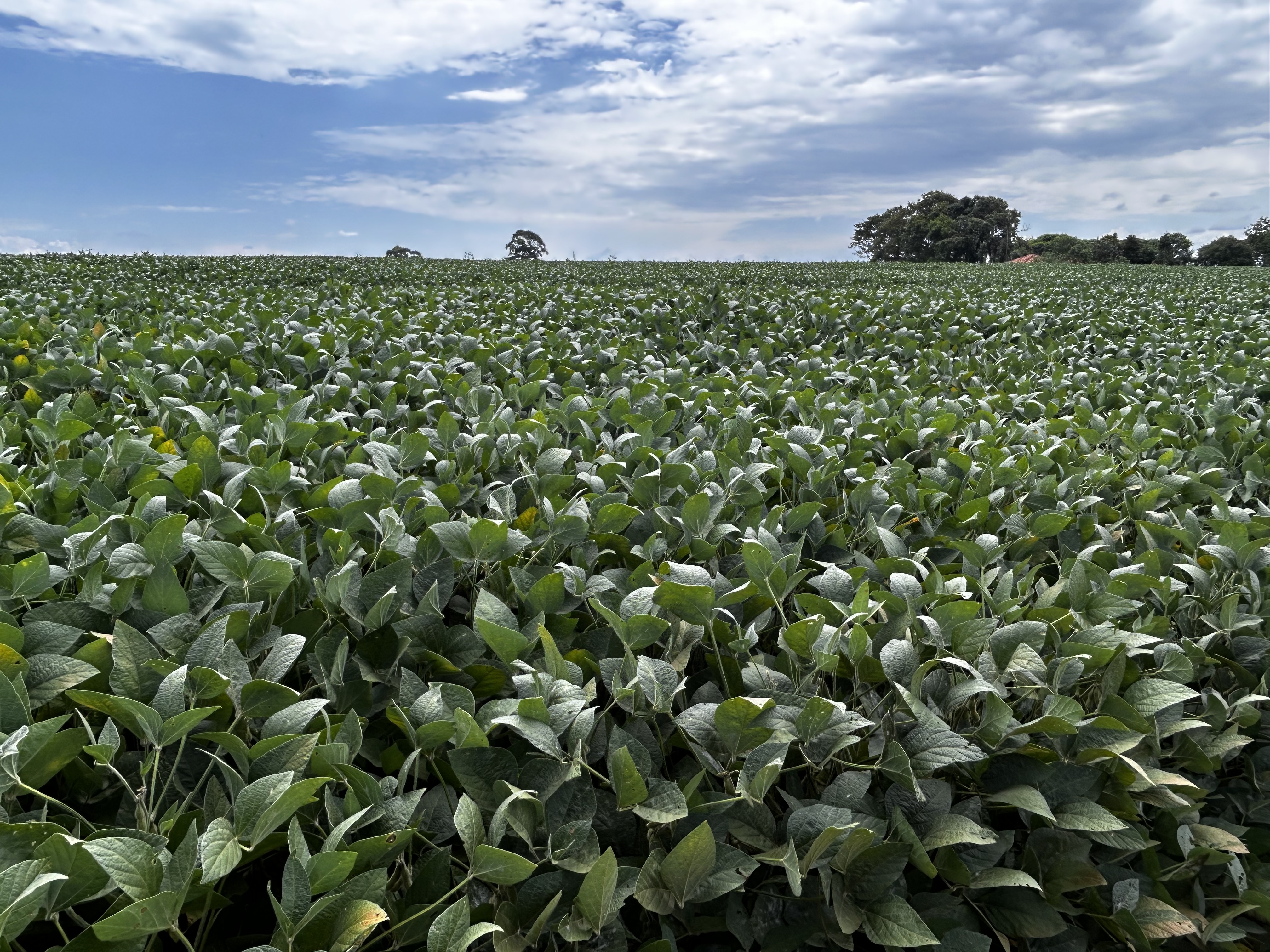 plantaçao 20/02/2026