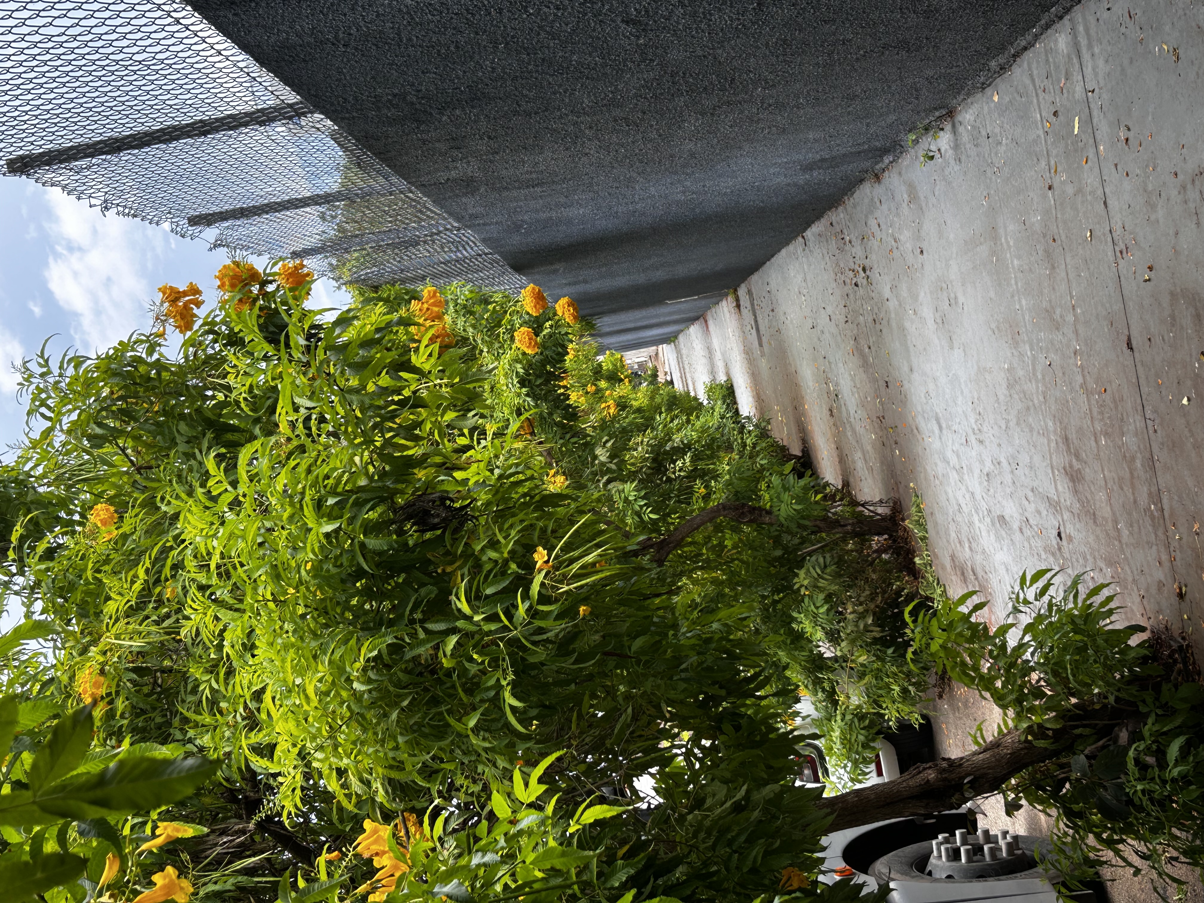 Um corredor com flores amarelas! 20/02/2026