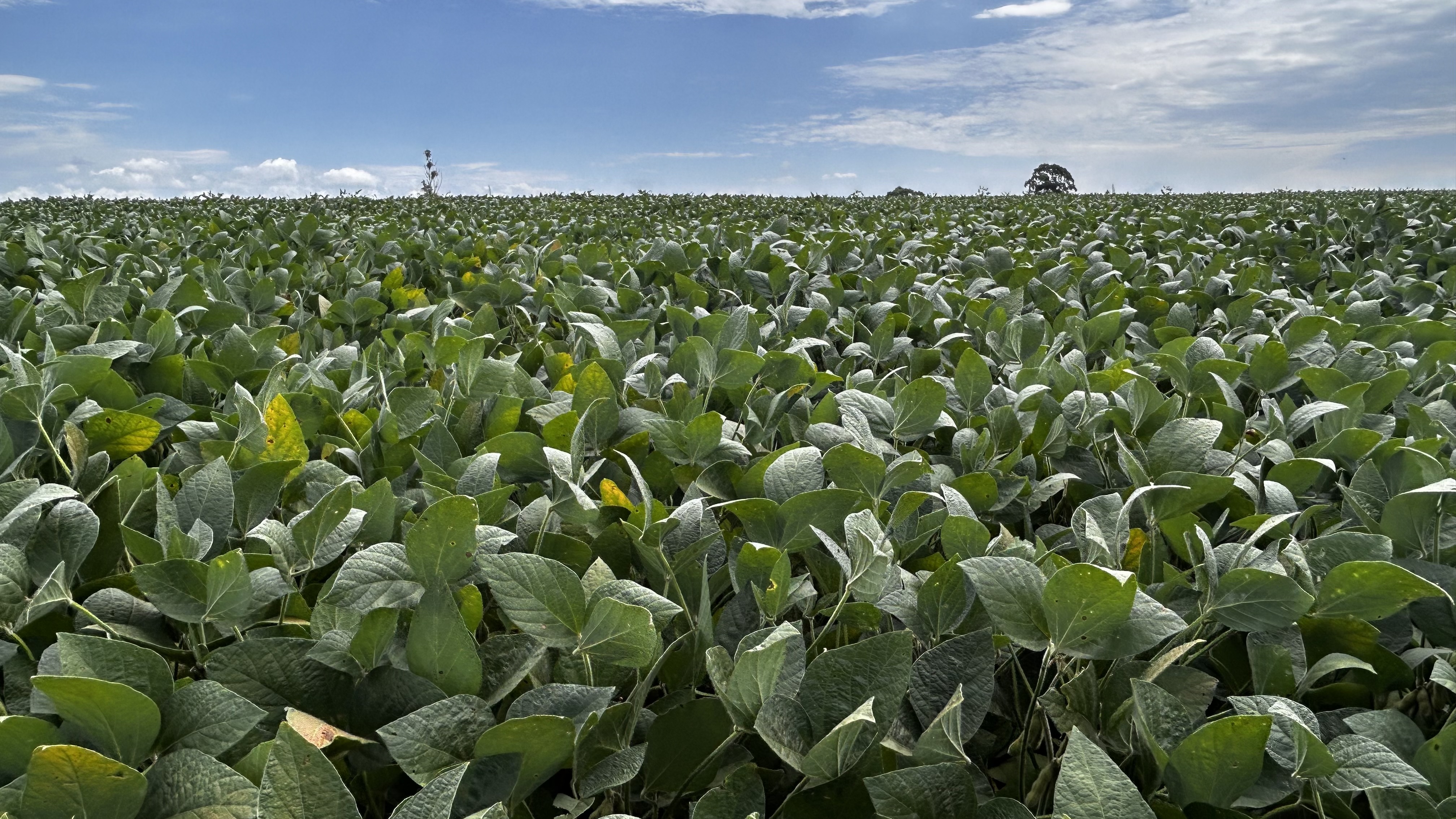 plantaçao 20/02/2026