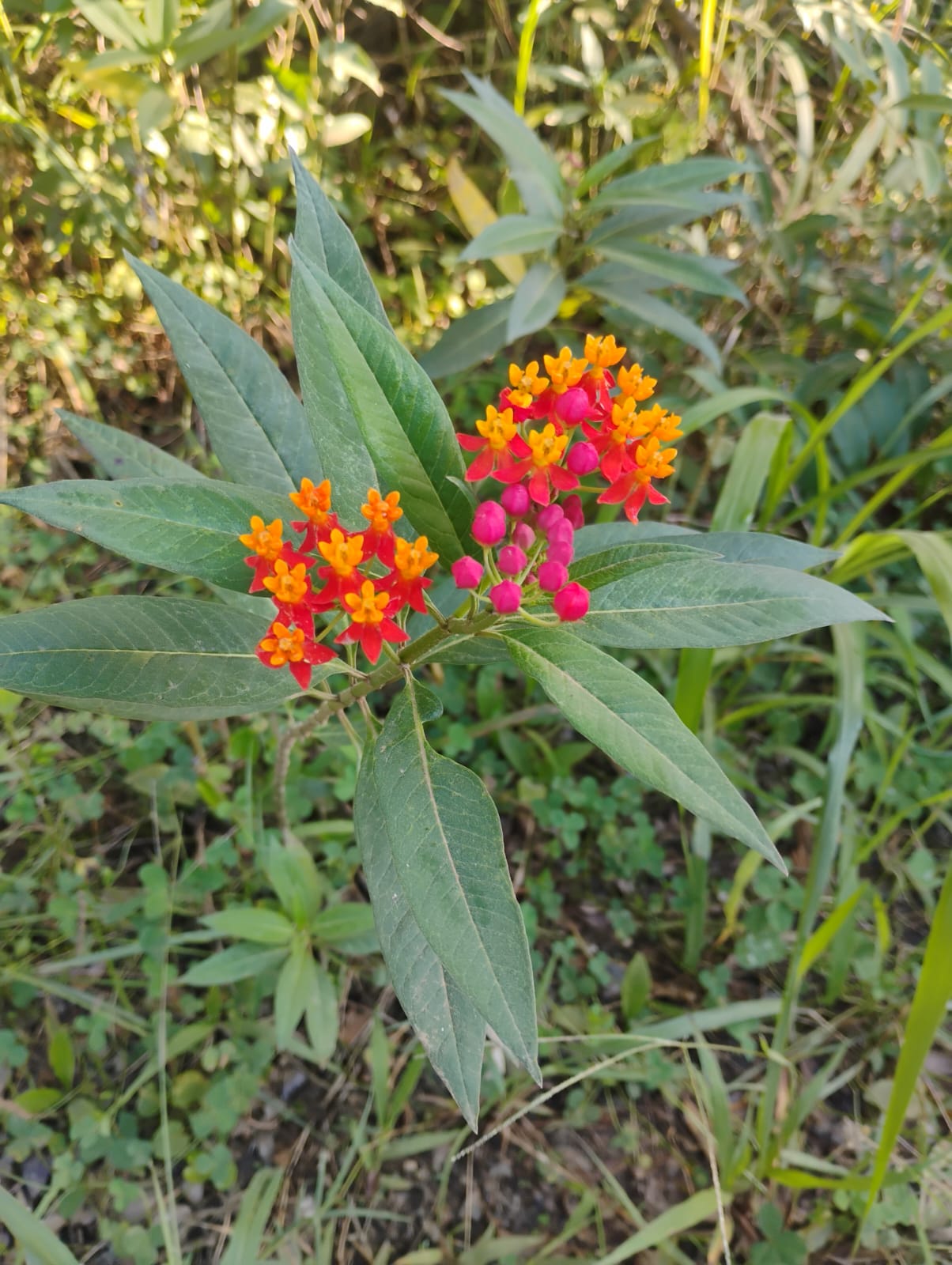 foto tirada pela minha mãe 01/03/2026